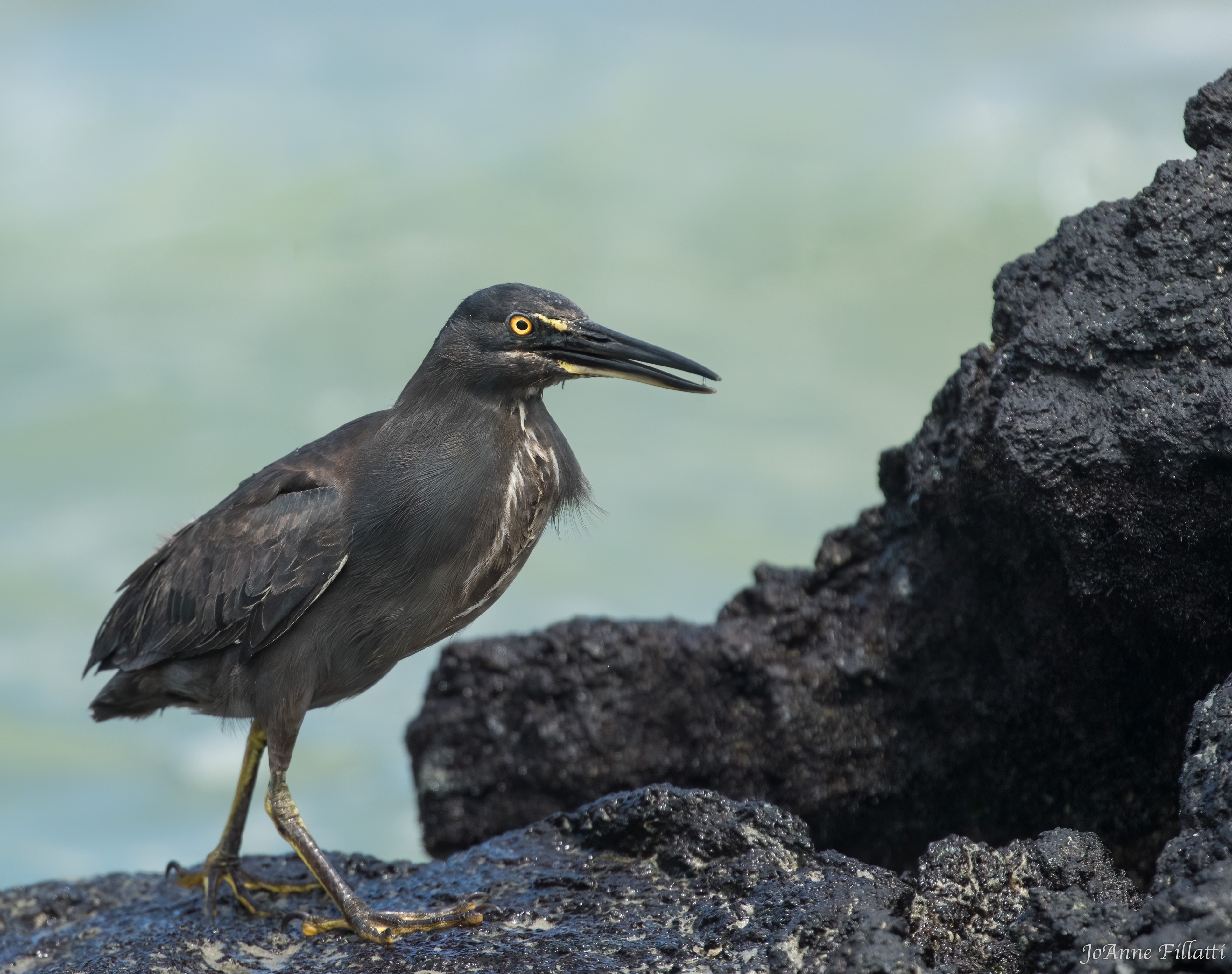 bird of galapagos image 7